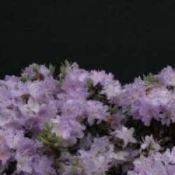 Rhododendron impeditum