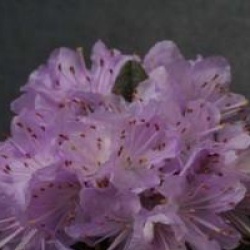 Rhododendron impeditum