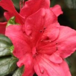 Rhododendron 'Johanna' - Azal�e persistante Johanna