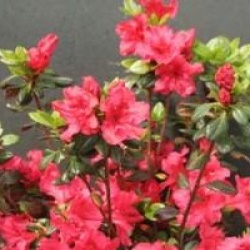 Rhododendron 'Johanna'