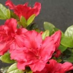 Rhododendron 'Johanna'