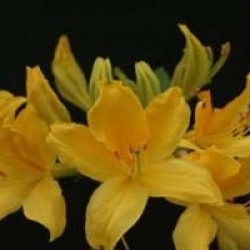 Rhododendron luteum