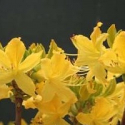 Rhododendron luteum