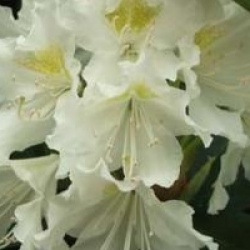 Rhododendron 'Madame Masson' - Rhododendron hybride Madame Masson