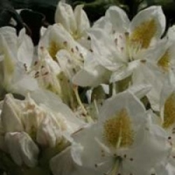 Rhododendron 'Madame Masson'