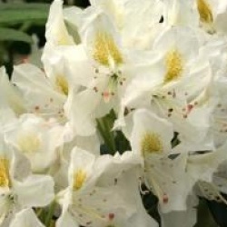 Rhododendron 'Madame Masson'