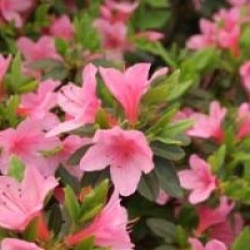 Rhododendron 'Madame Van Hecke' - Azal�e japonaise Madame Van Hecke