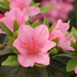 Rhododendron 'Madame Van Hecke'