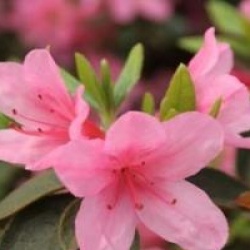 Rhododendron 'Madame Van Hecke'