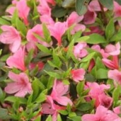 Rhododendron 'Madame Van Hecke'