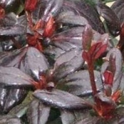 Rhododendron 'Manushka' - Azal�e japonaise Manushka