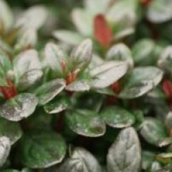Rhododendron 'Manushka'
