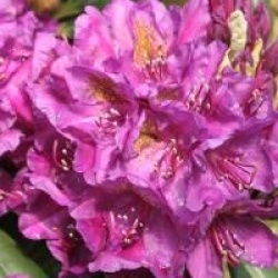 Rhododendron 'Marcel Menard' - Rhododendron hybride Marcel M�nard