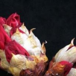 Rhododendron 'Markeeta's Prize'