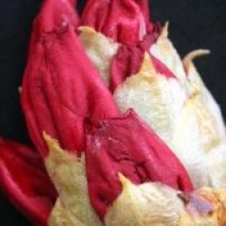 Rhododendron 'Markeeta's Prize'