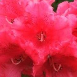 Rhododendron hybride Markeeta's Prize