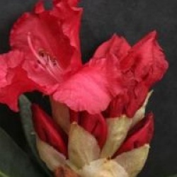Rhododendron 'Markeeta's Prize'