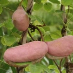 Akebia quinata
