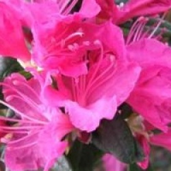 Rhododendron 'Mucronatum'