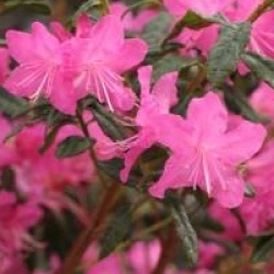 Rhododendron 'Mucronatum'