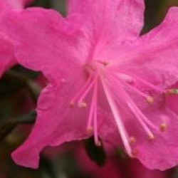 Rhododendron 'Mucronatum'