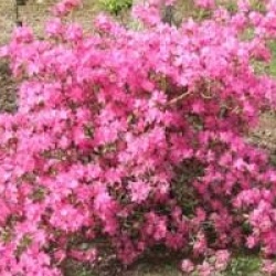 Rhododendron 'Mucronatum'