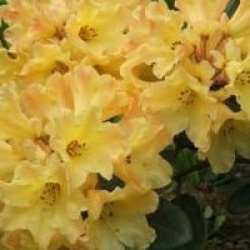 Rhododendron 'Nancy Evans'