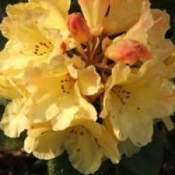 Rhododendron 'Nancy Evans'