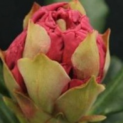 Rhododendron 'Nancy Evans'