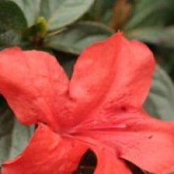Rhododendron 'Nordlicht' - Azal�e du Japon Nordlicht