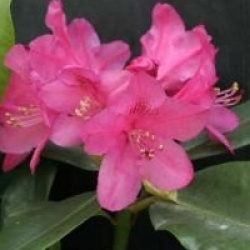 Rhododendron hybride Nova Zembla