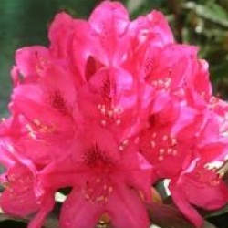 Rhododendron 'Nova Zembla'
