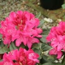 Rhododendron 'Nova Zembla'