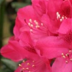 Rhododendron 'Nova Zembla'