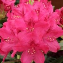 Rhododendron 'Nova Zembla'