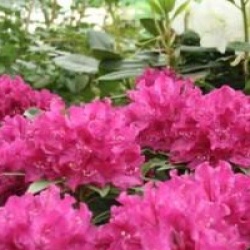 Rhododendron hybride Old Port