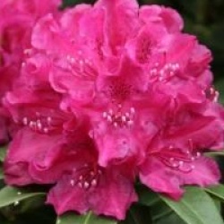 Rhododendron 'Old Port'