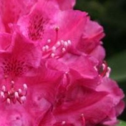 Rhododendron 'Old Port'
