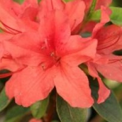 Rhododendron 'Orange Beauty' - Azal�e du Japon Orange Beauty