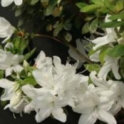 Rhododendron 'Palestrina'