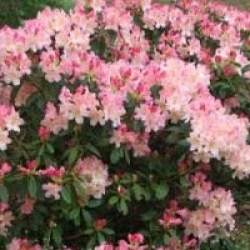 Rhododendron 'Percy Wiseman'
