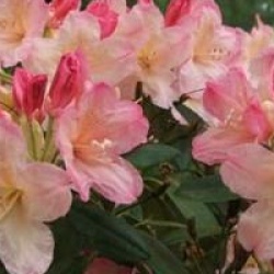 Rhododendron 'Percy Wiseman'