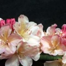 Rhododendron yakushimanum Percy Wiseman