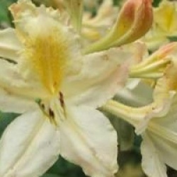 Rhododendron 'Persil'