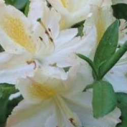 Rhododendron 'Persil'