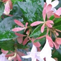 Abelia x grandiflora