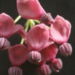 Akebia quinata - Akebia � 5 feuilles