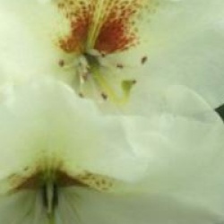 Rhododendron 'Phyllis Korn'