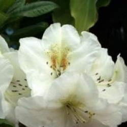 Rhododendron 'Phyllis Korn'