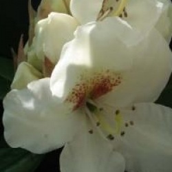 Rhododendron 'Phyllis Korn'